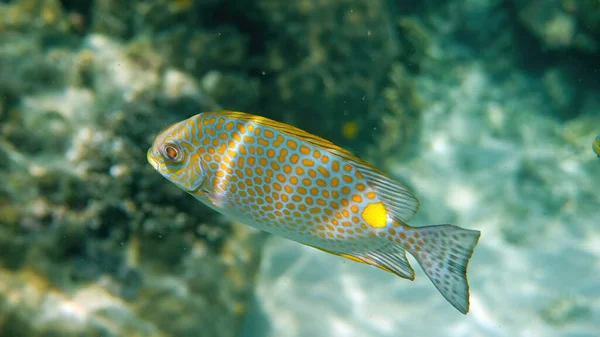 Underwater Photo Golden Rabbitfish Siganus Guttatus Coral Reef Thailand Snorkeling — Stock Photo, Image