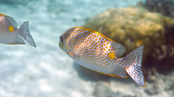 Underwater Photo Golden Rabbitfish Siganus Guttatus Coral Reef Thailand Snorkeling — Stock Photo, Image
