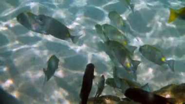 Tayland 'ın mercan resiflerindeki Siganus guttatus okulunun su altı videosu. Şnorkelle yüzmek ya da dalış faaliyetleri. Su altı resifi. Deniz ve okyanus derin vahşi yaşam. Deniz altı doğası