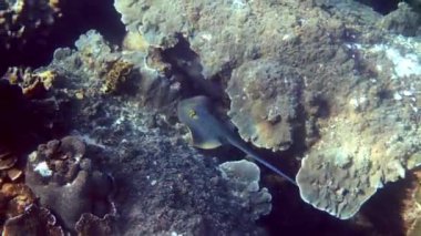 Mavi benekli kurdele kuyruklu Stingray mercan resifleri arasında yüzüyor. Tayland Körfezi 'nde dalış ya da şnorkelle dalış. Vahşi yaşamın sualtı videosu. Denizin altında