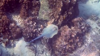 Deniz vatozu güneş ışınlarıyla mercan resifinin üzerinde yüzer. Stingray sualtı videosu. Skuba dalış sahnesi, vatoz vatozu sualtında. Mavi benekli Stingray, Taeniura lymma. Yavaş çekim.