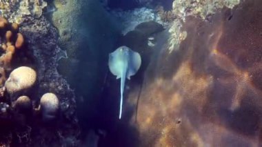 Mavi benekli vatoz derin mavi okyanusta yüzüyor. Tayland 'da su altında vahşi yaşam