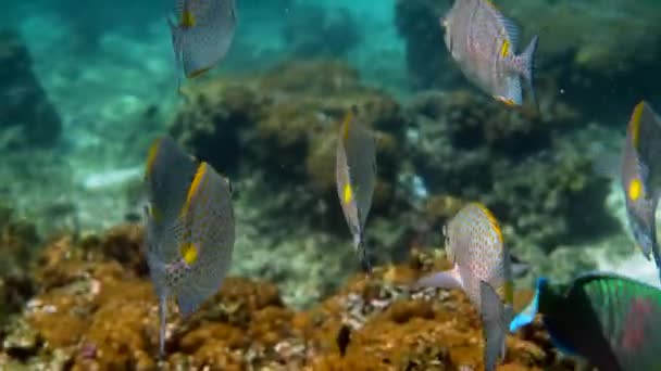 Vídeo Subaquático Coelho Dourado Escola Siganus Guttatus Recife Coral Tailândia — Vídeo de Stock