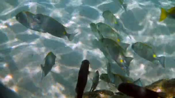 Unterwasservideo von Goldkaninchen oder Siganus guttatus Schule im Korallenriff von Thailand. Schnorcheln oder Tauchen. Unterwasserriff. Meeres- und Ozeantiefe Tierwelt. Unterwassernatur