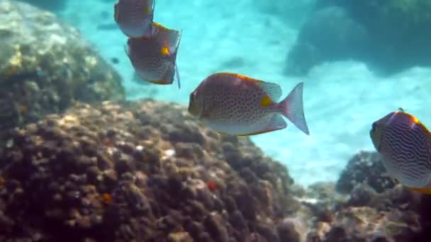 Подводное Видео Золотых Кроликов Школы Siganus Guttatus Коралловом Рифе Таиланда — стоковое видео