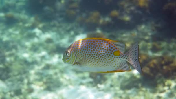 Video Submarino Conejo Dorado Siganus Guttatus Arrecife Coral Tailandia Actividades — Vídeo de stock