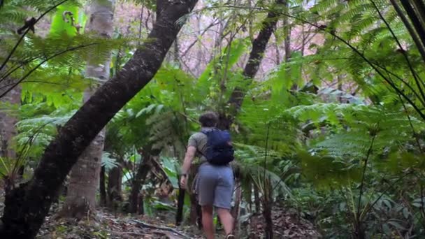 30多岁的男性徒步者在森林公园 冒险和旅行 背着背包在热带宁静的丛林和树叶间跋涉 生态旅游概念 森林公园自然的背包客旅游生活方式 — 图库视频影像