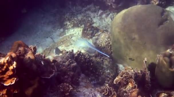 Havsstingrocka Simmar Över Korallrevet Solstrålar Stingray Vattnet Video Dykning Scen — Stockvideo