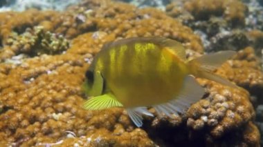 Underwater video of snorkeling or diving on sea coral. Diving underwater with fish blue-spotted spinefoot, Siganus corallinus or yellow coral rabbitfish. Wildlife exotic tropical fishes