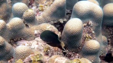 Tayland Körfezi 'ndeki mercan resiflerinde Jewel Damselfish veya Microspatthodon chrysurus veya Plectrogliphidodon lacrymatuson balığı. Şnorkelle yüzen ya da tropikal adaya dalan küçük tropikal deniz balıkları