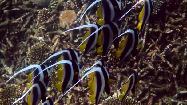 Undervattensutsikt Över Skolan Longfin Bannerfish Vackra Korallrev Thailand Grupp Randiga — Stockvideo