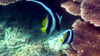 Tayland 'daki güzel mercan resiflerindeki uzun yüzgeçli sancak balıklarının sualtı videosu. Dalış ve şnorkelle yüzen bir grup çizgili deniz balığı. Vahşi yaşamın derin okyanus dünyasının sualtı videosu. Ekonomi kavramını kaydet