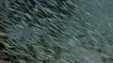 Gümüş kenarlı küçük balıklar mercan resifleri arasında yüzüyor. Gümüş kenarındaki küçük balıkların sualtı videosu. Çok sayıda balık yırtıcılardan saklanıyor.