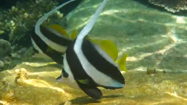 Vídeo Submarino Bannerfish Longfin Belos Recifes Coral Tailândia Grupo Peixes — Vídeo de Stock