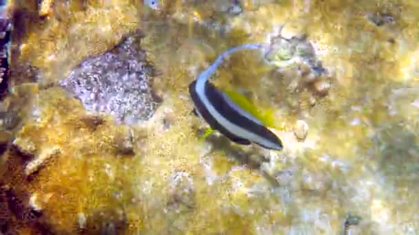 Подводное Видео Длинноплавниковых Рыб Красивых Коралловых Рифах Таиланда Группа Полосатых — стоковое видео