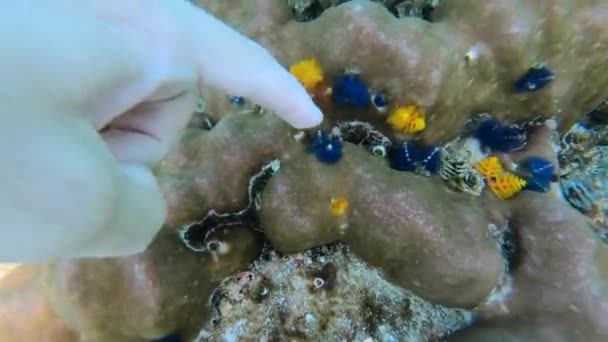 Undervattensvideo Dolda Julgransmaskar Eller Spirobranchus Giganteus Korallrevet Thailändska Viken Man — Stockvideo
