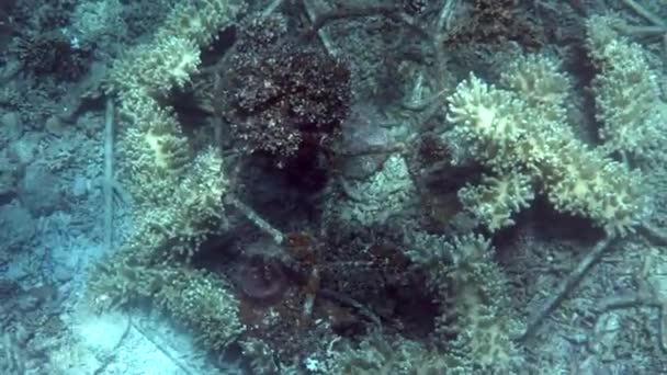 Cultivo Diferentes Corales Marinos Finca Coral Submarino Cultivo Corales Granja — Vídeos de Stock