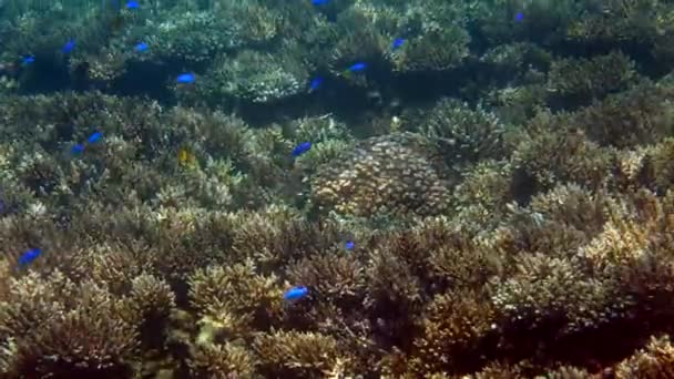 Fondo Paisaje Arrecife Coral Submarino Océano Azul Profundo Con Peces — Vídeos de Stock