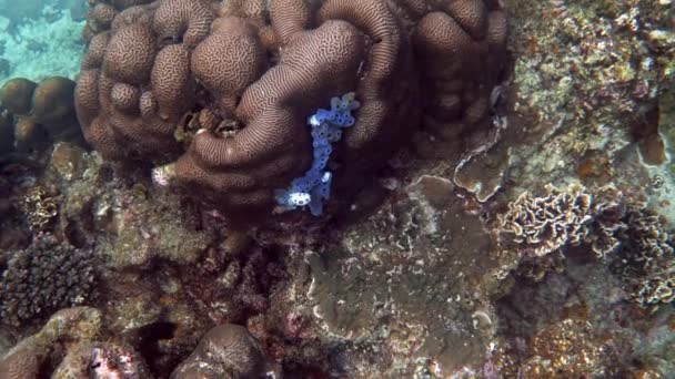 Spotted Polka Dot Nudibranch Spotted Blue Sponge Coral Rubble Reefs — Stock Video