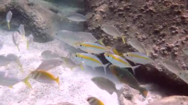 Sarı çizgili scad, sarı çizgili trevally mercan resifi habitatında, Tayland 'da suyun altında. Derin okyanus yaban hayatı.