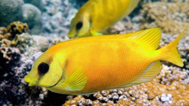 Underwater photo of snorkeling or diving on sea coral. Diving underwater with fish blue-spotted spinefoot, Siganus corallinus or yellow coral rabbitfish. Wildlife exotic tropical fishes
