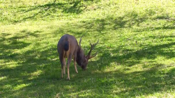 Beau Cerf Mangeant Herbe Verte Ombre Arbre Cerf Rouge Ensoleillé — Video