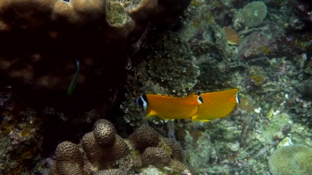 Underwater Video Pair Blackcap Butterflyfish Fishes Swimming Tropical Coral Reefs — Vídeos de Stock