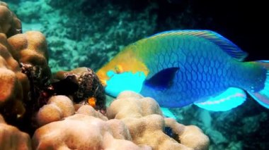 Mavi Kraliçe 'nin mercan resiflerinde yüzen papağan balığının sualtı videosu. Tayland Körfezi 'ndeki Koh Tao adasında büyük ve yetişkin bir erkek olan Scarus vetula balığı. Şnorkelle yüzmek ya da dalmak. Suyun altında vahşi hayatın tadını çıkar.