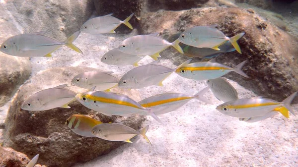 Yellow Stripe Scad Yellow Stripe Trevally Coral Reef Habitat Underwater — Stock Photo, Image