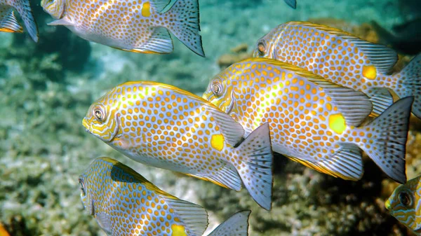 Underwater Video Golden Rabbitfish Siganus Guttatus School Coral Reef Thailand — Stock Photo, Image