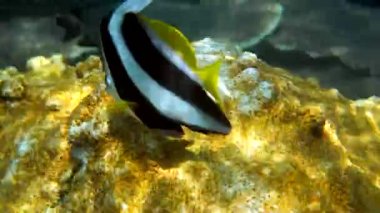 Tayland 'daki güzel mercan resiflerindeki uzun yüzgeçli sancak balıklarının sualtı videosu. Dalış ve şnorkelle yüzen bir grup çizgili deniz balığı. Vahşi yaşamın derin okyanus dünyasının sualtı videosu. Ekonomi kavramını kaydet