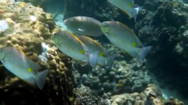 Tayland 'ın mercan resiflerindeki Siganus guttatus okulunun su altı videosu. Şnorkelle yüzmek ya da dalış faaliyetleri. Su altı resifi. Deniz ve okyanus derin vahşi yaşam. Deniz altı doğası