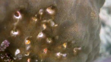 Gizli Noel Ağacı Solucanları 'nın sualtı videosu ya da Tayland Körfezi' nin mercan kayalıklarında bulunan Spirobranchus Giganteus. İnsan eli, mercanda büyüyen renkli Noel ağacı solucanlarına dokunur. Vahşi yaşam derin okyanus. Pov