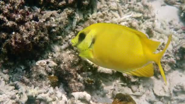 Underwater Video Snorkeling Diving Sea Coral Diving Underwater Fish Blue — Vídeo de Stock