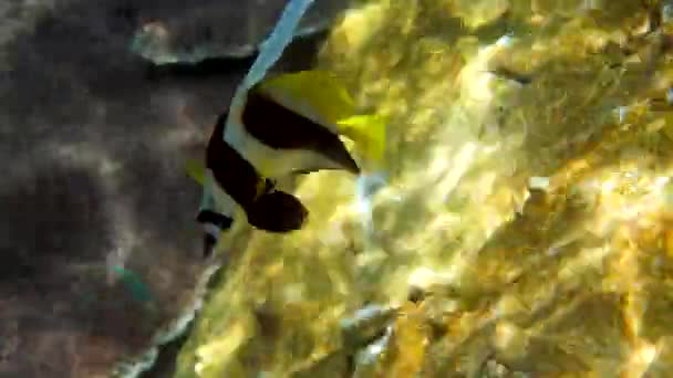 Vídeo Submarino Bannerfish Longfin Belos Recifes Coral Tailândia Grupo Peixes — Vídeo de Stock