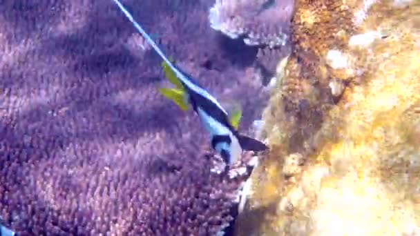 Podmorski Film Rybki Długopłetwej Pięknych Rafach Koralowych Tajlandii Grupa Ryb — Wideo stockowe