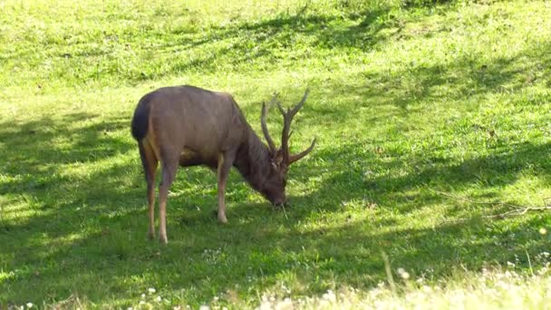 Beautiful Deer Eating Green Grass Shadow Tree Sunlit Red Deer — Stock Video