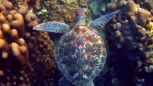 Hawksbill Havssköldpadda Simmar Vatten Bakgrunden Korallrev Dyk Vilda Djur Undervattens — Stockvideo