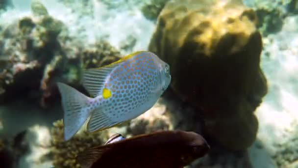 泰国珊瑚礁中金兔鱼或斑马鱼的水下照片 潜水或潜水活动 海底暗礁海洋和深海野生动物 海底性质 — 图库视频影像