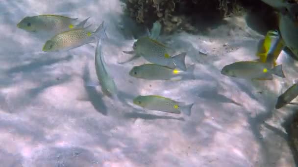 Vídeo Subaquático Coelho Dourado Escola Siganus Guttatus Recife Coral Tailândia — Vídeo de Stock