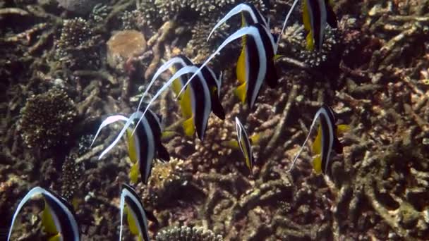 Tengeralatti Kilátás Iskola Longfin Bannerfish Gyönyörű Korallzátonyok Thaiföldön Csíkos Tengeri — Stock videók