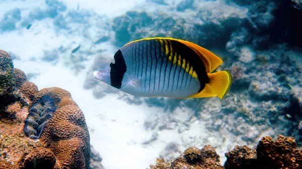 생물중에서 물고기인 버터플라이 피시나 돈리놀라 Chaetodon Lineolatus 고기는 산호초 사이를 — 스톡 사진