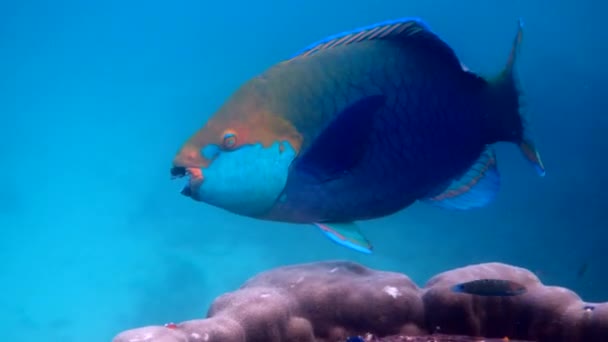 Υποβρύχια Βίντεο Του Μπλε Queen Parrotfish Κολύμπι Μεταξύ Κοραλλιογενών Υφάλων — Αρχείο Βίντεο
