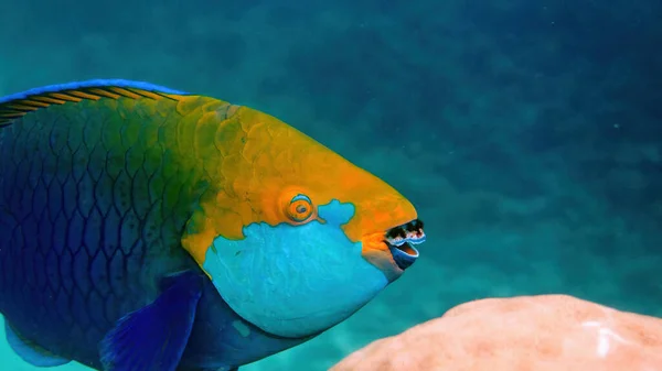 Mavi Kraliçe 'nin mercan resiflerinde yüzen papağan balığının sualtı fotoğrafı. Tayland Körfezi 'ndeki Koh Tao adasında büyük ve yetişkin bir erkek olan Scarus vetula balığı. Şnorkelle yüzmek ya da dalmak. Suyun altında vahşi hayatın tadını çıkar.