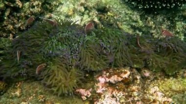 Mercan resifinde oynayan tatlı şakayık balığı. Deniz şakayığı üzerinde güzel renkli palyaço balığı, tropik mercan resiflerinde şakayık balığı. Tropikal balıkların olduğu harika ve güzel sualtı dünyası