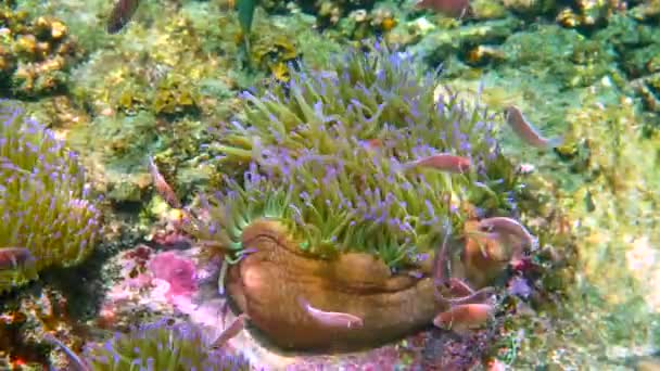 Милые Анемоны Играют Коралловом Рифе Красивый Цвет Рыбы Клоуна Анемоне — стоковое видео