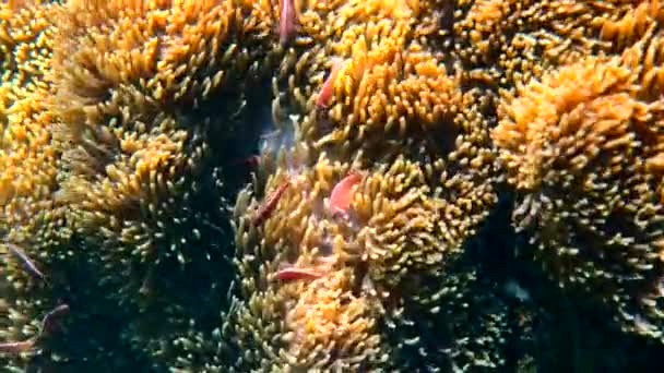 Carino Pesce Anemone Che Gioca Sulla Barriera Corallina Bellissimo Pesce — Video Stock