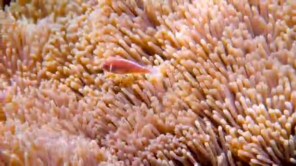 Lindo Pez Anémona Jugando Arrecife Coral Hermoso Pez Payaso Color — Vídeos de Stock
