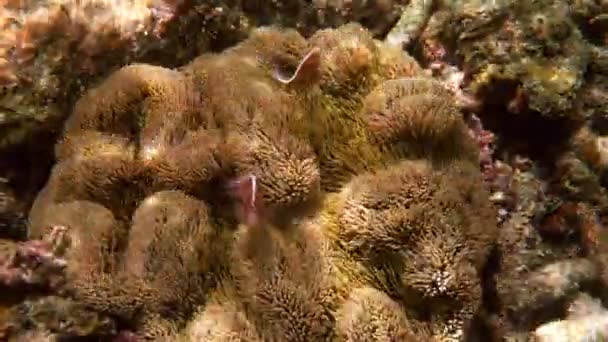 Peixe Anêmona Bonito Brincando Recife Coral Palhaço Cor Bonita Anêmona — Vídeo de Stock