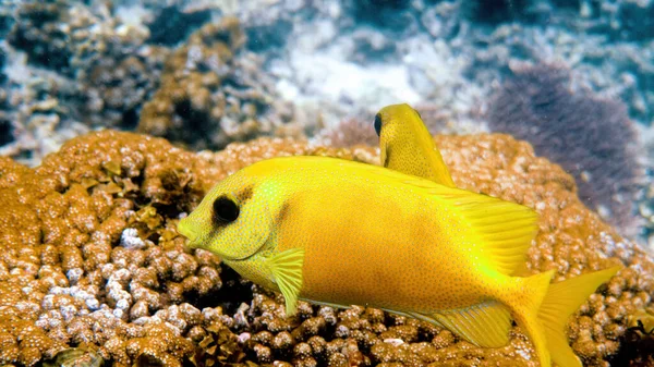 Underwater photo of snorkeling or diving on sea coral. Diving underwater with fish blue-spotted spinefoot, Siganus corallinus or yellow coral rabbitfish. Wildlife exotic tropical fishes